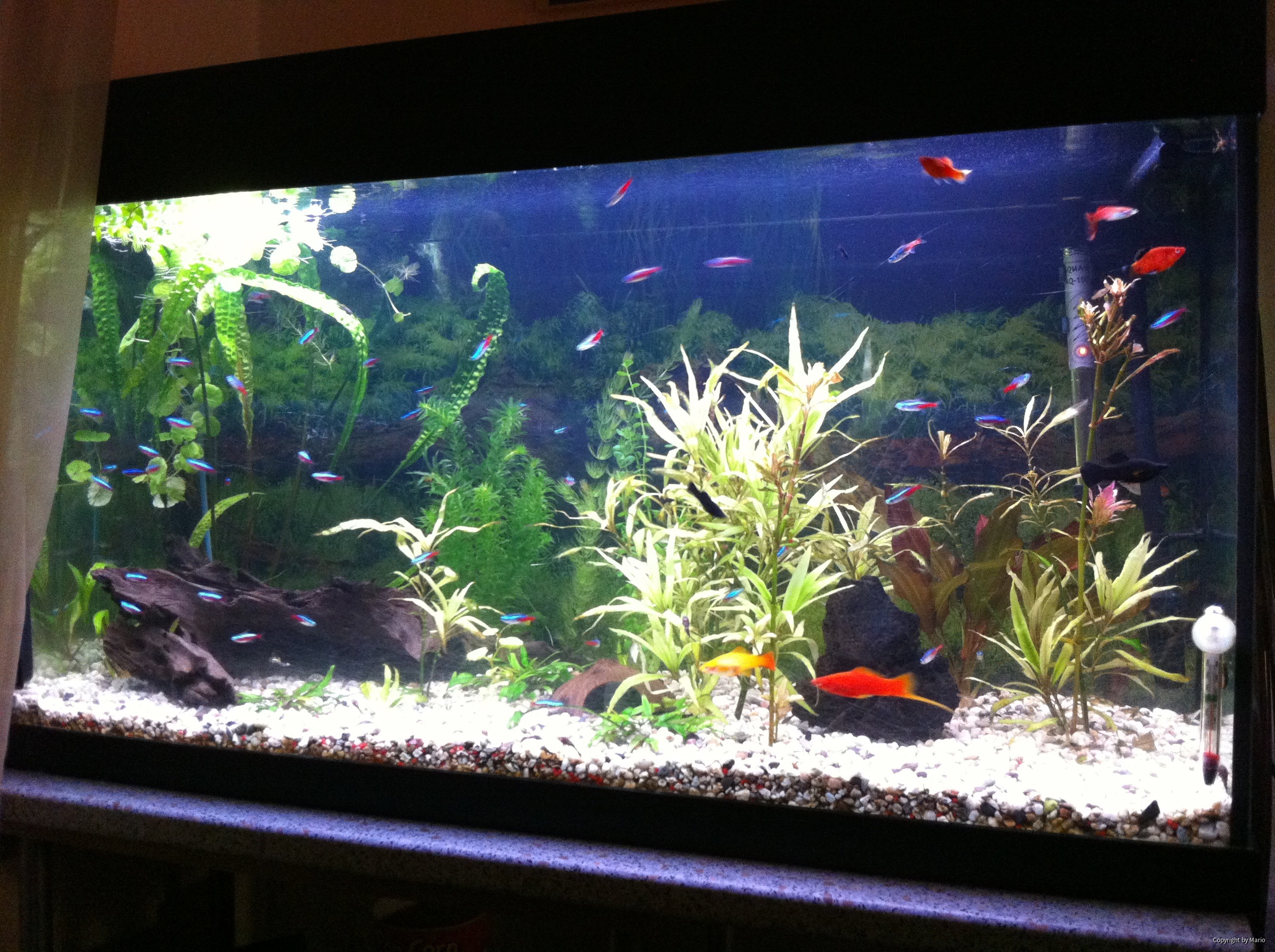 Aquariom