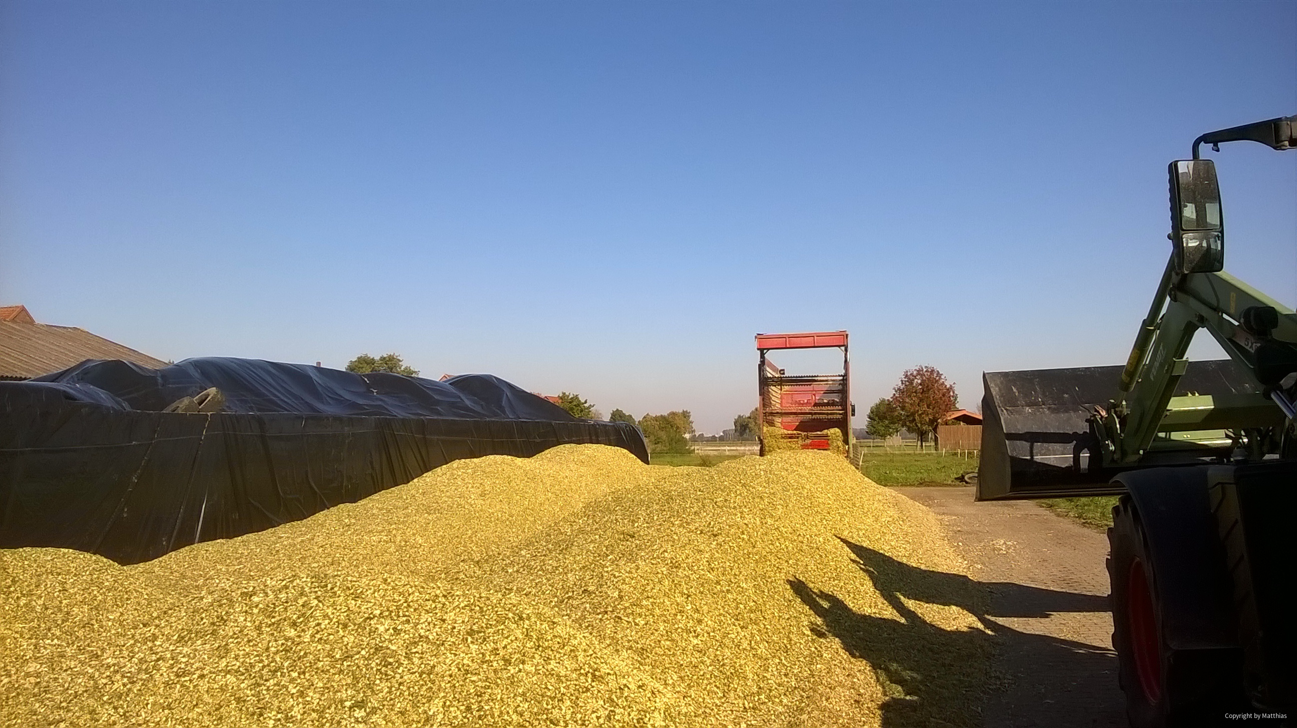 Maissilage für Rindermast