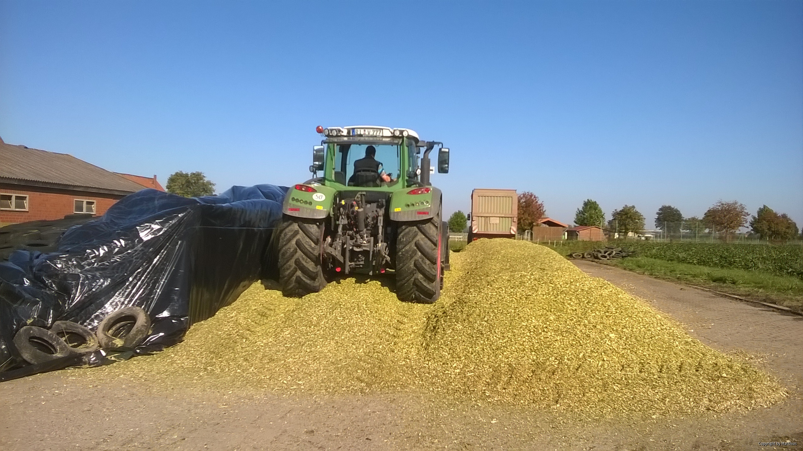 Maissilage für Rindermast