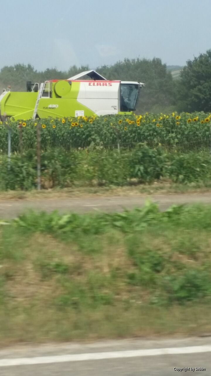 RLW